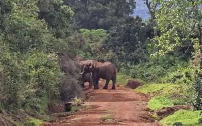 Everything you need to know before visiting Mount Elgon National Park in Kenya 2023